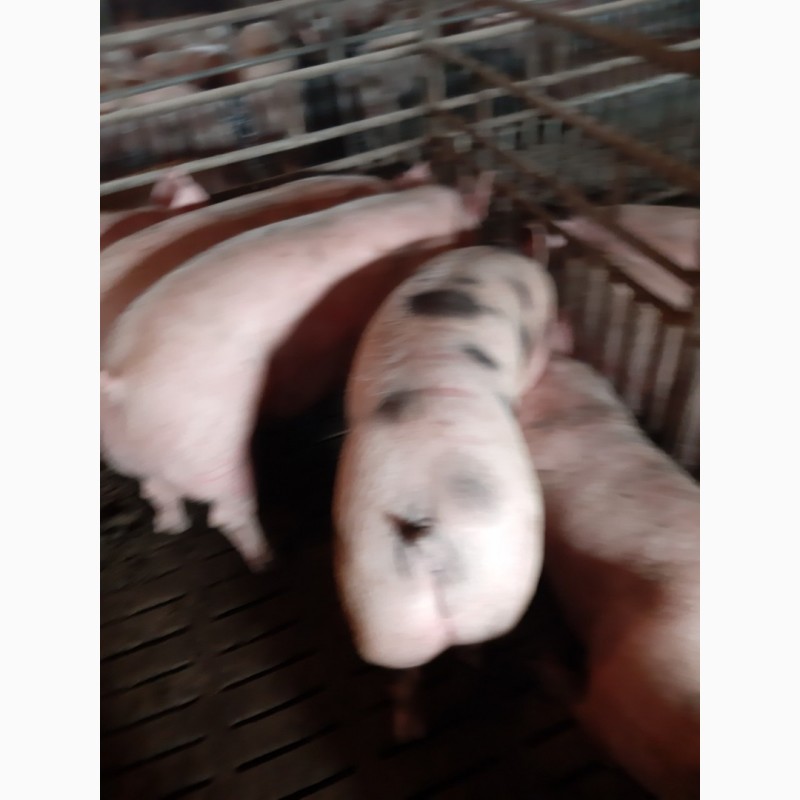 Фото 4. Продам свиней
