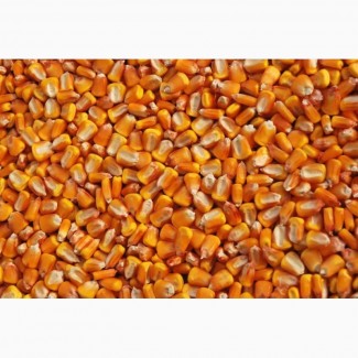 Кукурудза для виготовлення борошна та крупи (зерно в мішках по 25 кг.)