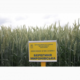 Семена озимой пшеницы Берегиня Мироновская, 82-113 ц/га