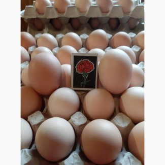 Продам яйця инкубационные КОББ 500 с доставкой по Украине