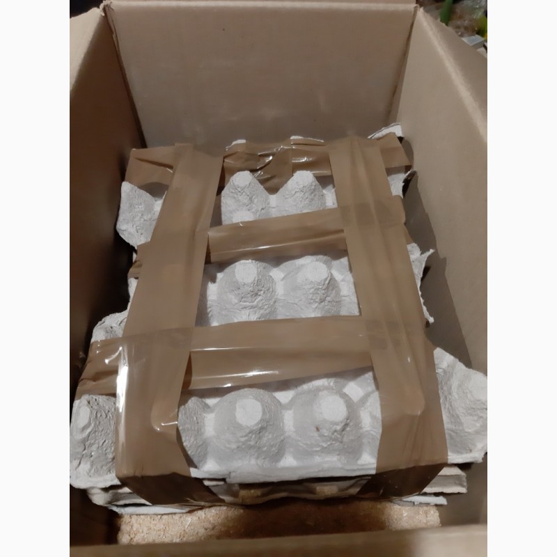 Фото 3. Продам яйця инкубационные КОББ 500 с доставкой по Украине