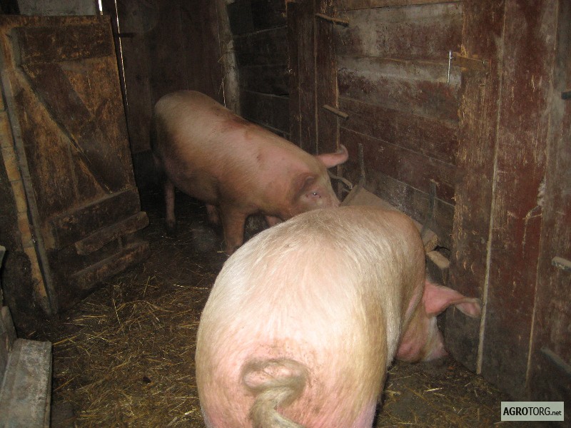 Продам свиноматок