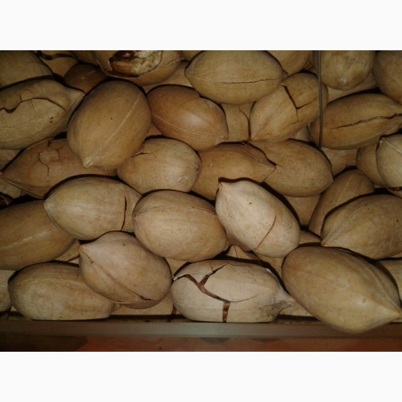 Фото 4. Орех макадамия в скорлупе, 1кг, орехи оптом в розницу