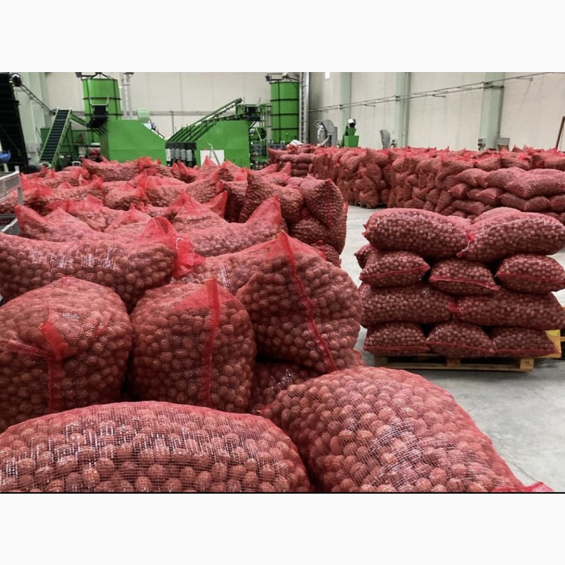 Walnut export, 2020-2021 crop, ceviz KABUKLU Грецкий орех Мерсин