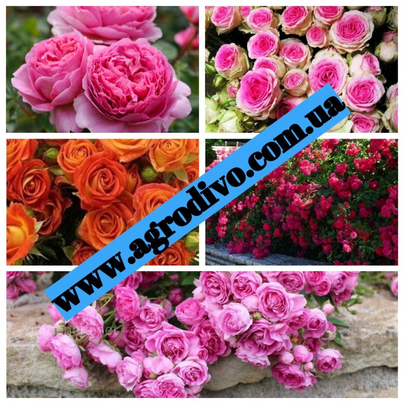 Фото 3. Саженцы плетистых, английких, чайно-гибридных, бардюрных, парковых и миниатюрных роз