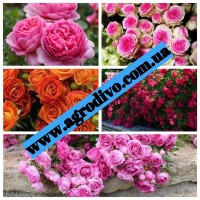 Саженцы плетистых, английких, чайно-гибридных, бардюрных, парковых и миниатюрных роз