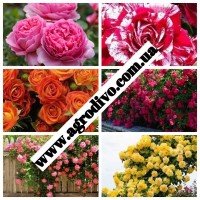 Саженцы плетистых, английких, чайно-гибридных, бардюрных, парковых и миниатюрных роз