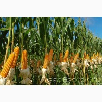 Семена кукурузы ДН Славица (ФАО 270)