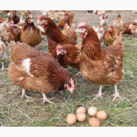 Курячі яйця для інкубації Хайсекс Браун