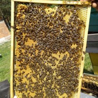 Продам Бджолопакети (карпатка), в Закарпатті, 130-150cімей
