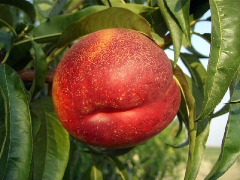 Фото 10. Саженцы крупноплодных сортов абрикоса, персика, нектарина опт и розница