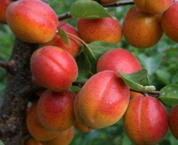 Фото 12. Саженцы крупноплодных сортов абрикоса, персика, нектарина опт и розница
