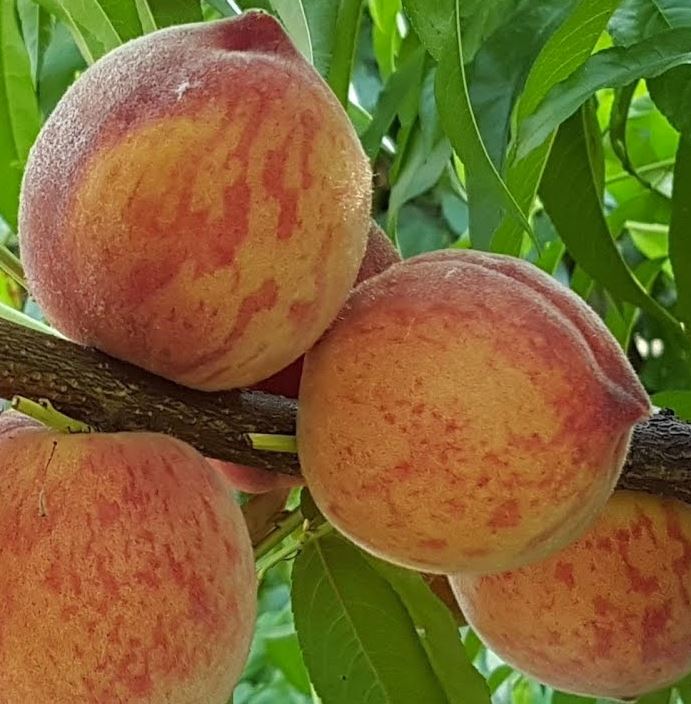 Фото 13. Саженцы крупноплодных сортов абрикоса, персика, нектарина опт и розница