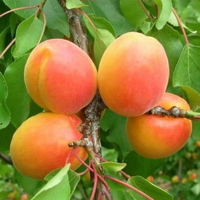 Фото 14. Саженцы крупноплодных сортов абрикоса, персика, нектарина опт и розница