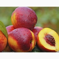 Саженцы крупноплодных сортов абрикоса, персика, нектарина опт и розница