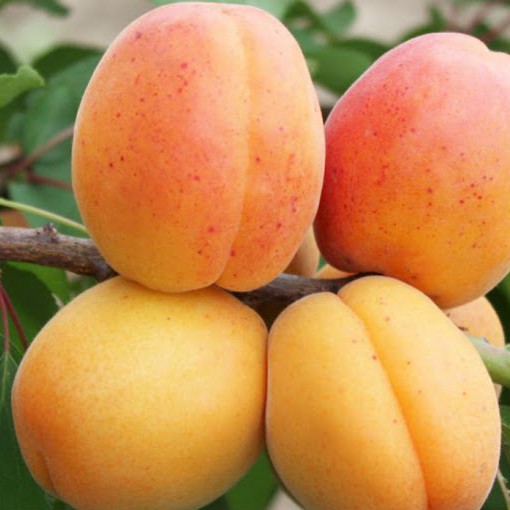 Фото 4. Саженцы крупноплодных сортов абрикоса, персика, нектарина опт и розница