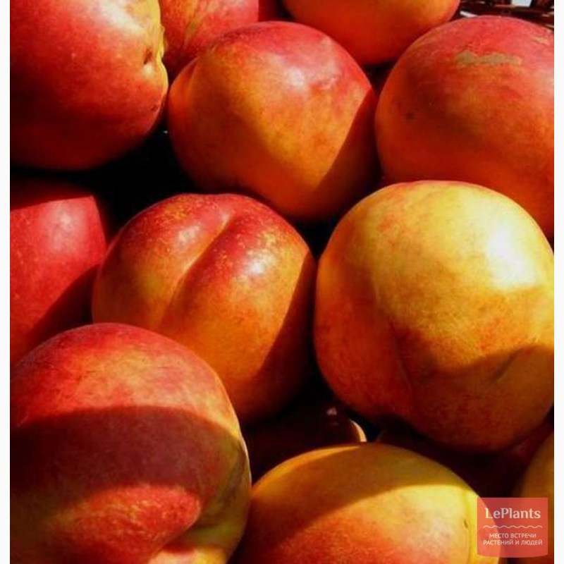 Фото 5. Саженцы крупноплодных сортов абрикоса, персика, нектарина опт и розница