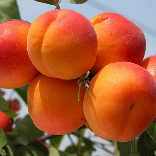Фото 7. Саженцы крупноплодных сортов абрикоса, персика, нектарина опт и розница