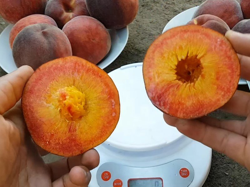 Фото 8. Саженцы крупноплодных сортов абрикоса, персика, нектарина опт и розница