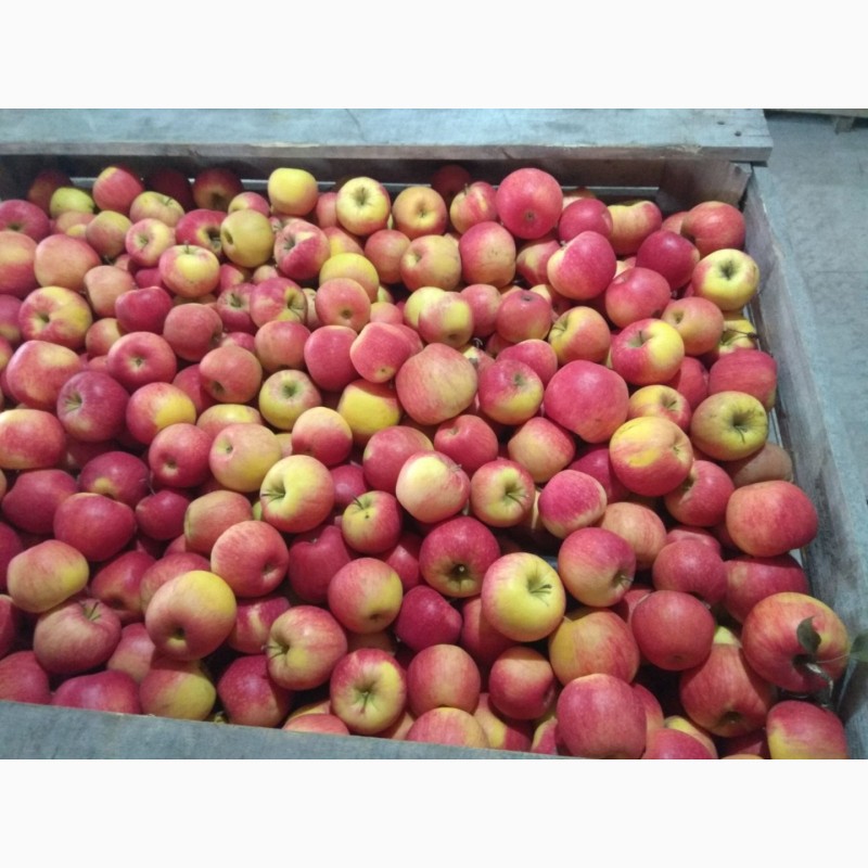 Фото 3. Продам яблука гарної якості