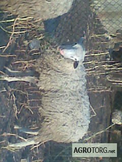 Фото 3. Продам овец-баранов