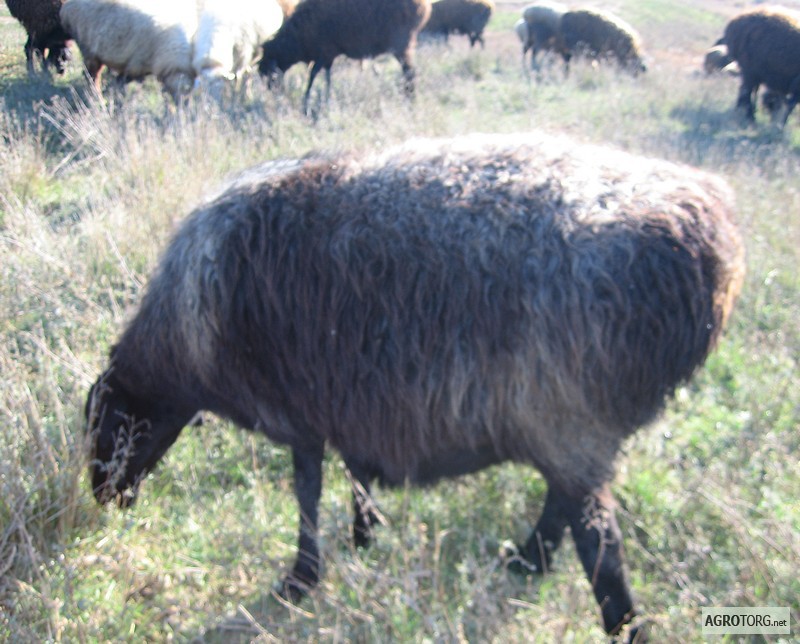 Фото 3. Продам чистокровных овец породы Эдыльбай