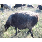 Продам чистокровных овец породы Эдыльбай