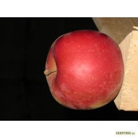 Продам екологічно чисті яблука