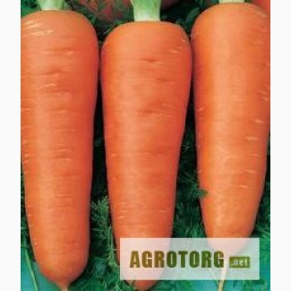 Продам морковь оптом, цена договорная