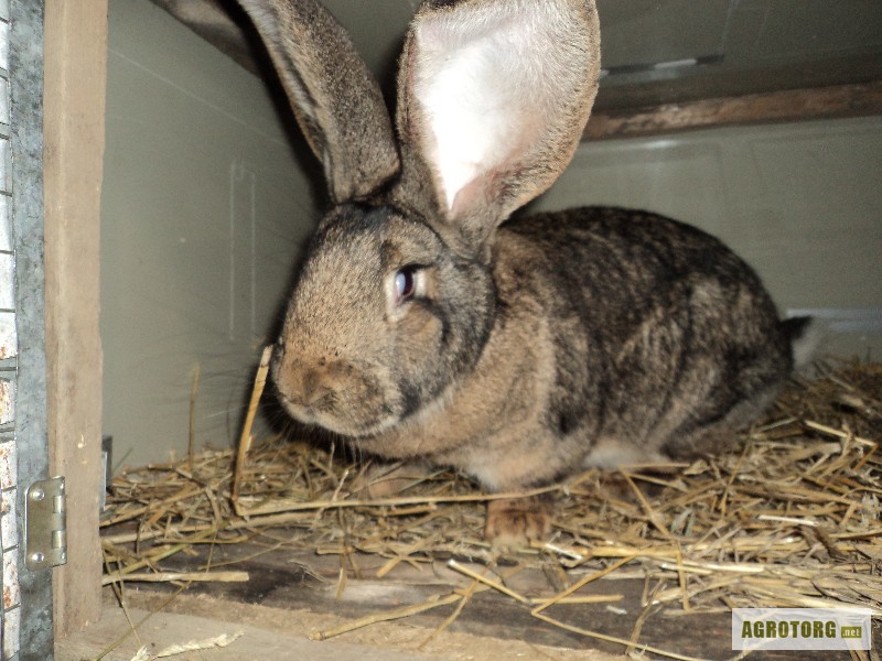 Кролики породы бельгийский великан (фландр) и калифорниец