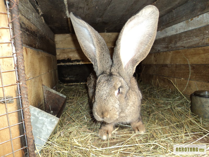 Фото 2. Кролики породы бельгийский великан (фландр) и калифорниец