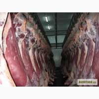 Мясо говядина/телятина оптом