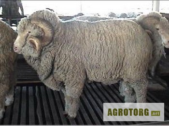 Купить алтайских овец. Алтайская тонкорунная порода овец. Алтайская порода порода овец. Алтайская порода овец вес. Алтайская порода овец масть.