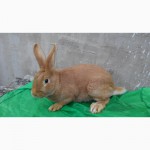 Продам кролики породи Бургундець та Каліфорнієць