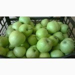 Продам яблоки крупным и мелким оптом
