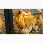Продажа инкубационных яиц кур породы Орпингтон.Доставка по всей Украине