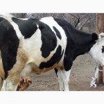 Продам высокоудойную корову