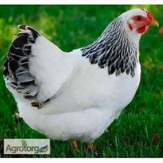 Курица взрослая, куры, курі мясо-яєчні Адлер сріблястий Миронівська птахофабрика