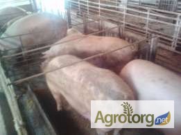 Фото 2. Продам свиней породы Петрен живым весом