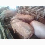 Продам свиней породы Петрен живым весом