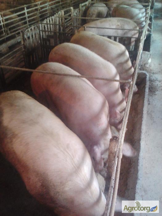 Фото 3. Продам свиней породы Петрен живым весом