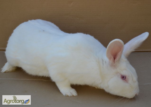 Фото 9. Продаж кроликів Техаський білий, Панон, Термонський білий, Рекс-кастор