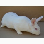 Продаж кроликів Техаський білий, Панон, Термонський білий, Рекс-кастор