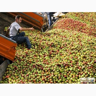 Компания Терминал В закупает яблоки на переработку урожая 2016
