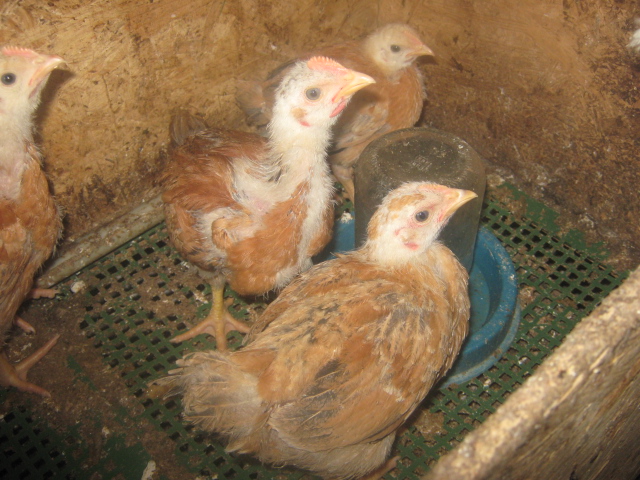 Мясо-яичные цыплята по 25 грн