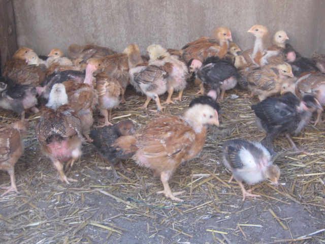 Фото 6. Мясо-яичные цыплята по 25 грн