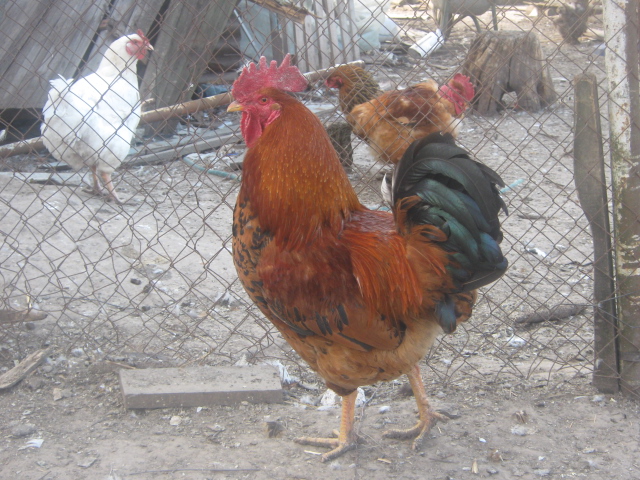 Фото 7. Мясо-яичные цыплята по 25 грн