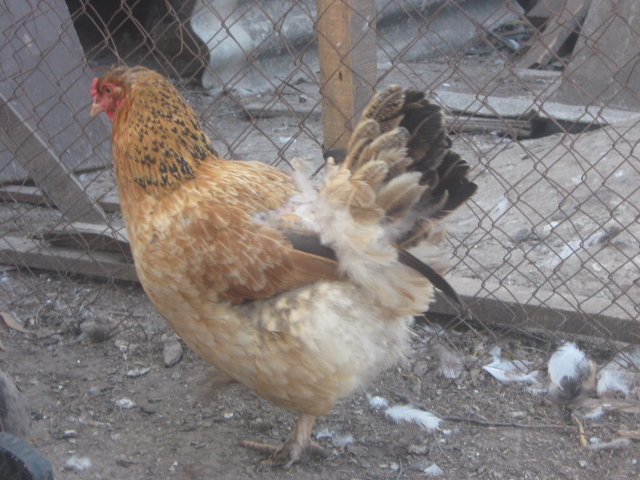 Фото 8. Мясо-яичные цыплята по 25 грн