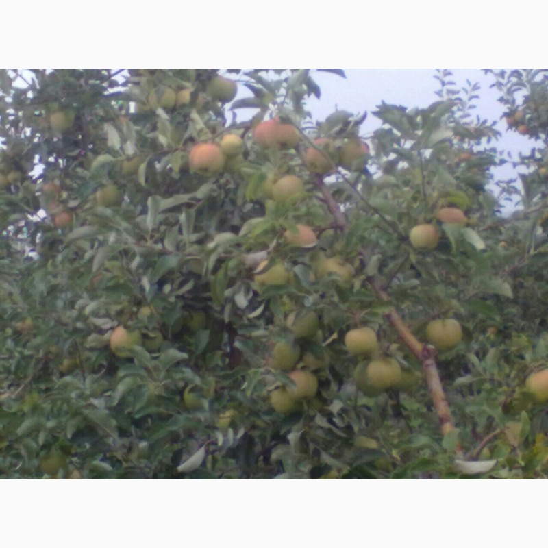 Фото 2. Яблука оптом з саду