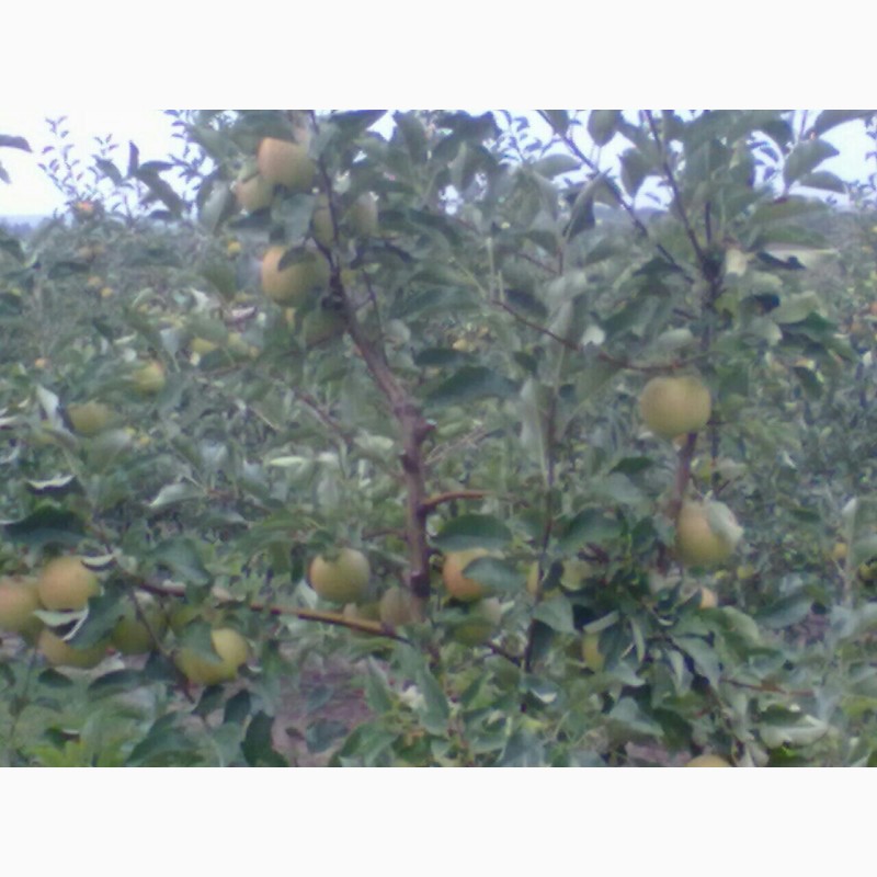 Фото 3. Яблука оптом з саду